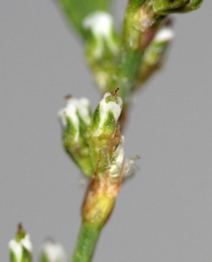 Polygonum aviculare (Common Knotweed) Detail of maturing achene emerging from perianth. Common Knotweed,Common knotgrass,Geotagged,Polygonum aviculare,Summer,United States,achene
