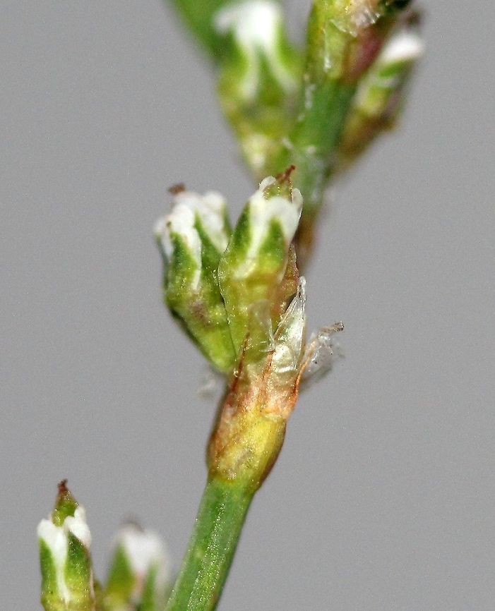 Polygonum aviculare (Common Knotweed) Detail of ocrea below flower. The ocrea is membranous and translucent (hyaline). Common Knotweed,Common knotgrass,Geotagged,Polygonum aviculare,Summer,United States,hyaline,ocrea