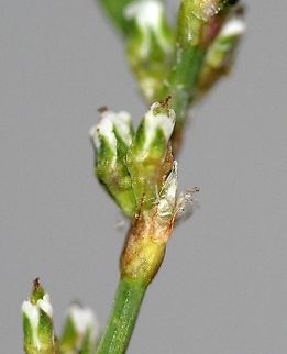 Polygonum aviculare (Common Knotweed) Detail of ocrea below flower. The ocrea is membranous and translucent (hyaline). Common Knotweed,Common knotgrass,Geotagged,Polygonum aviculare,Summer,United States,hyaline,ocrea