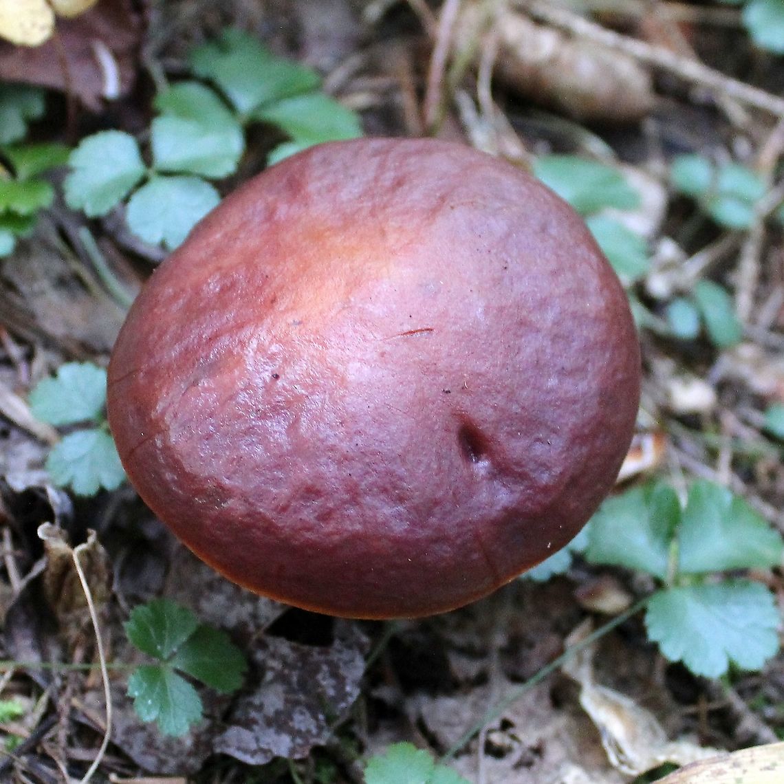 Suillus grevillei (Larch Bolete) Top of cap which was viscous.<br />
<br />
Growing under tamarack, black spruce, and balsam fir near the edge of a conifer swamp. Geotagged,Suillus clintonianus,Suillus grevillei,Summer,United States,fungus,mushroom