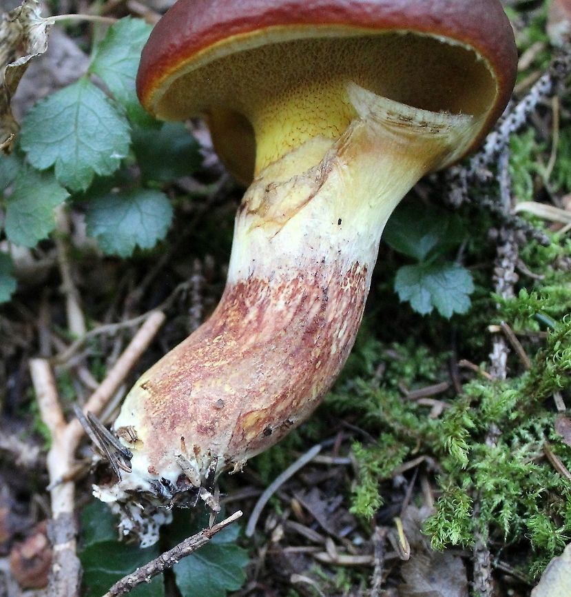 Suillus grevillei (Larch Bolete) Showing stem with red streaking on lower half.<br />
<br />
Growing under tamarack, black spruce, and balsam fir near the edge of a conifer swamp. Geotagged,Suillus clintonianus,Suillus grevillei,Summer,United States,fungus,mushroom