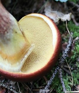Suillus grevillei (Larch Bolete) Showing pore surface and partial veil.

Growing under tamarack, black spruce, and balsam fir near the edge of a conifer swamp. Geotagged,Suillus clintonianus,Suillus grevillei,Summer,United States,fungus,mushroom