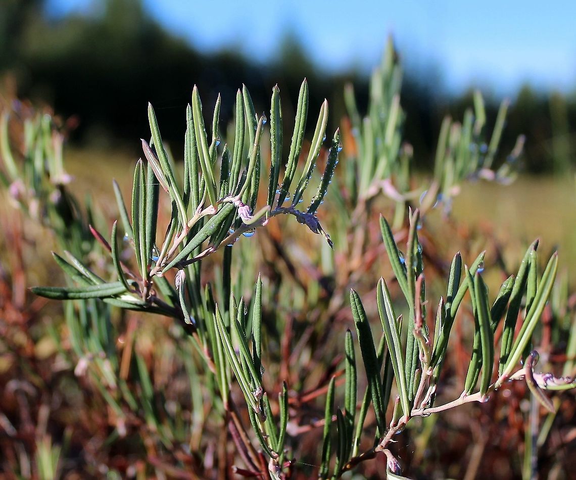 Andromeda polifolia (Bog Rosemary) Andromeda polifolia (Bog Rosemary) growing in a thick bed of peat moss in a restored fen. Andromeda polifolia,Ericaceae,Geotagged,Summer,United States,bog,fen,wetland