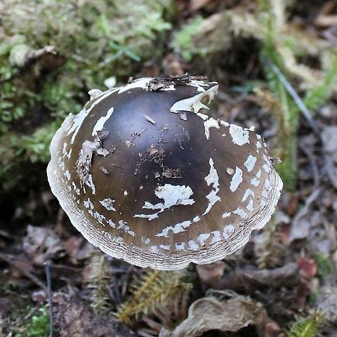 Amanita brunnescens Growing under balsam fir but white spruce and black spruce nearby. Amanita,Amanita brunnescens,Brown star-footed Amanita,Geotagged,Summer,United States,fungus,mushroom