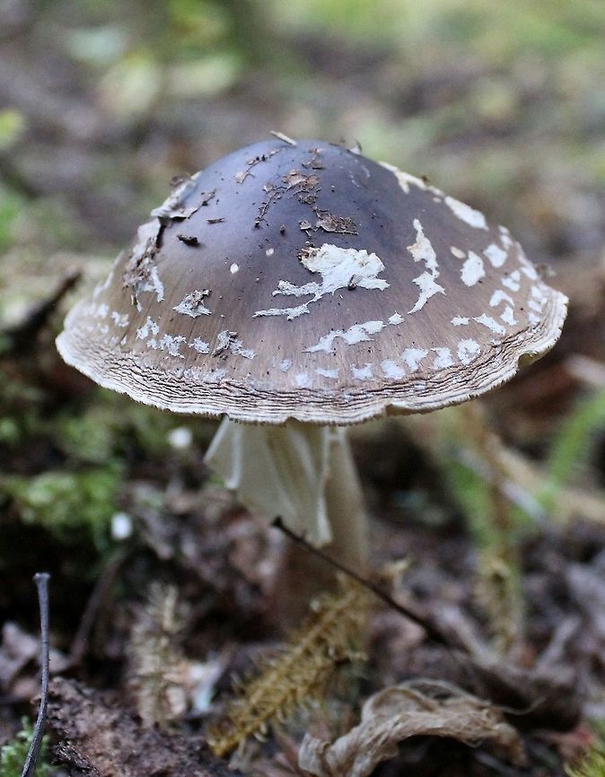 Amanita brunnescens Growing under balsam fir but white spruce and black spruce nearby. It looks like Amanita pantherina but this species is known from Europe and some parts of northwestern North America and not from the Upper Midwest in the US. Amanita,Amanita brunnescens,Brown star-footed Amanita,Geotagged,Summer,United States,fungus,mushroom