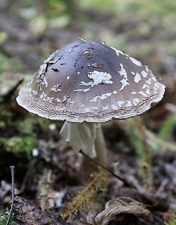 Amanita brunnescens Growing under balsam fir but white spruce and black spruce nearby. It looks like Amanita pantherina but this species is known from Europe and some parts of northwestern North America and not from the Upper Midwest in the US. Amanita,Amanita brunnescens,Brown star-footed Amanita,Geotagged,Summer,United States,fungus,mushroom