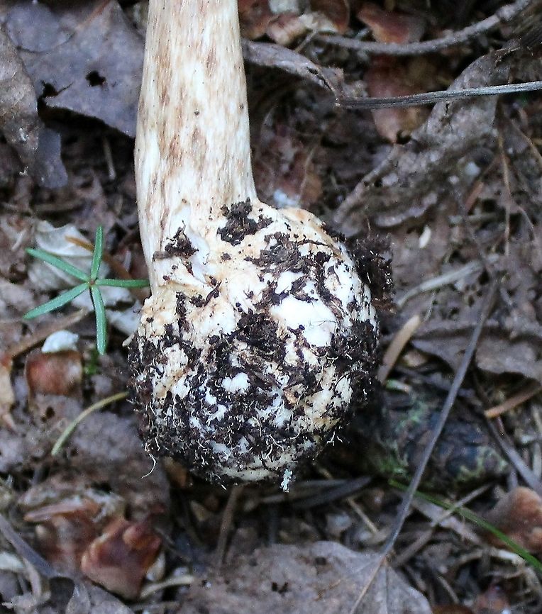 Amanita brunnescens Bulbous base and stipe with brownish streaks.<br />
<br />
Growing under balsam fir but white spruce and black spruce nearby. It looks like Amanita pantherina but this species is known from Europe and some parts of northwestern North America and not from the Upper Midwest in the US. Amanita,Amanita brunnescens,Brown star-footed Amanita,Geotagged,Summer,United States,fungus,mushroom