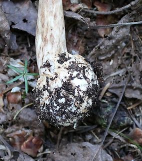 Amanita brunnescens Bulbous base and stipe with brownish streaks.

Growing under balsam fir but white spruce and black spruce nearby. It looks like Amanita pantherina but this species is known from Europe and some parts of northwestern North America and not from the Upper Midwest in the US. Amanita,Amanita brunnescens,Brown star-footed Amanita,Geotagged,Summer,United States,fungus,mushroom