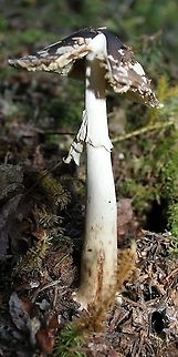 Amanita brunnescens Stalk with veil  and stipe with brownish streaks.

Growing under balsam fir but white spruce and black spruce nearby. It looks like Amanita pantherina but this species is known from Europe and some parts of northwestern North America and not from the Upper Midwest in the US. Amanita,Amanita brunnescens,Brown star-footed Amanita,Geotagged,Summer,United States,fungus,mushroom