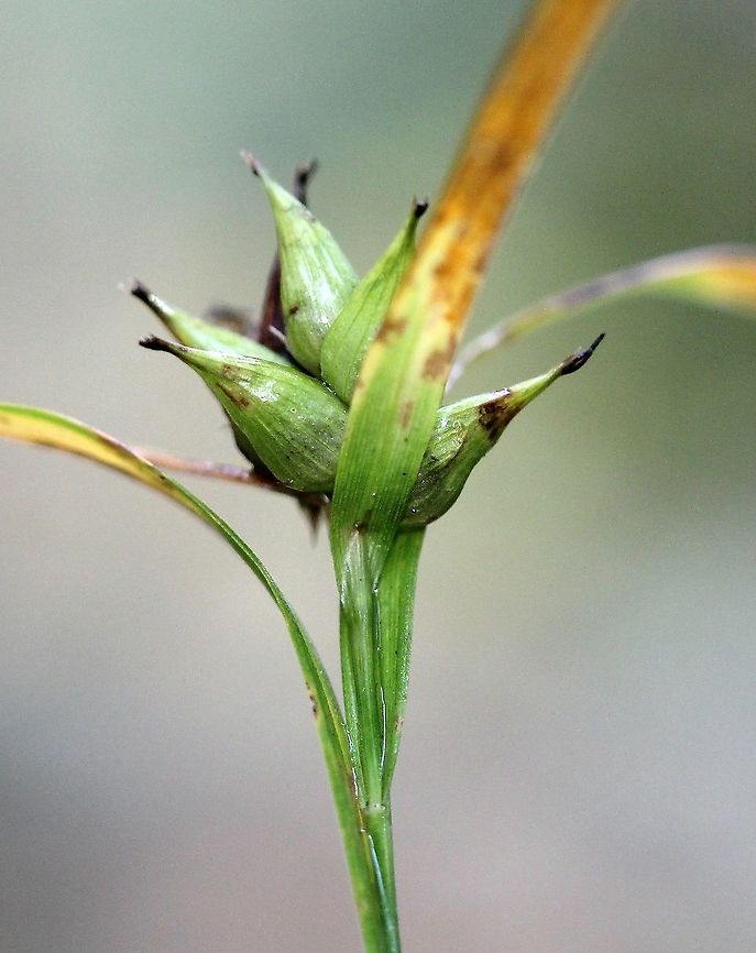 Carex intumescens (Bladder Sedge) Growing along the margin of an upland forest and wetland forest. Typically found in moist forests but also on root hummocks in forested wetlands. Bladder Sedge,Carex intumescens,Cyperaceae,Fall,Geotagged,United States,sedge,wetland