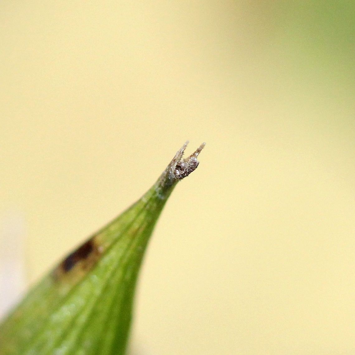 Carex intumescens (Bladder Sedge) Tip of perigynium showing teeth (the two prongs) and remnants of the stigma. Carex intumescens,Cyperaceae,Fall,Geotagged,United States,sedge,wetlands