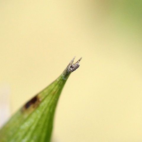 Carex intumescens (Bladder Sedge) Tip of perigynium showing teeth (the two prongs) and remnants of the stigma. Carex intumescens,Cyperaceae,Fall,Geotagged,United States,sedge,wetlands
