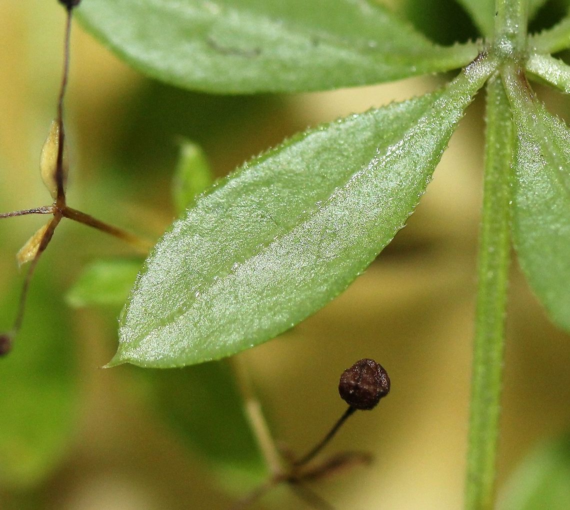 Galium asprellum (Rough Bedstraw) Leaf with tip ending in a sharp point and marigins with sharp downward pointing hairs. The small brown bead in the back is a fruit capsule. Fall,Galium asprellum,Geotagged,Rough bedstraw,Rubiaceae,United States,wetlands