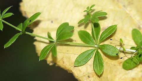 Galium asprellum (Rough Bedstraw)  Fall,Galium asprellum,Geotagged,Rough bedstraw,United States