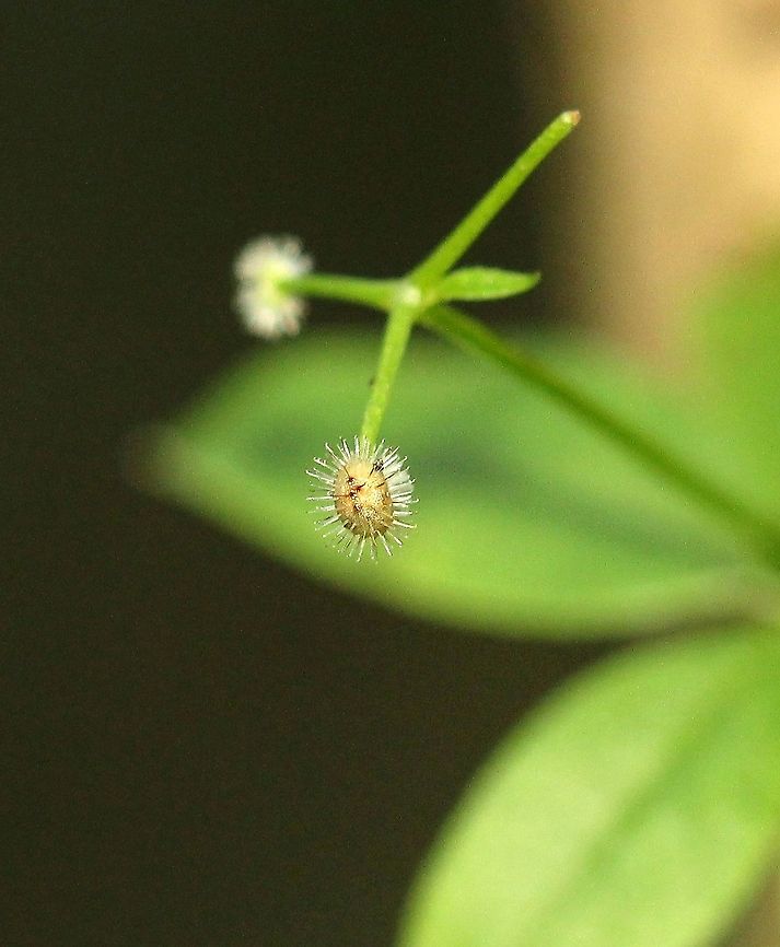 Galium triflorum (Fragrant Bedstraw) Bristly fruit Fall,Galium triflorum,Geotagged,Sweet-scented bedstraw,United States