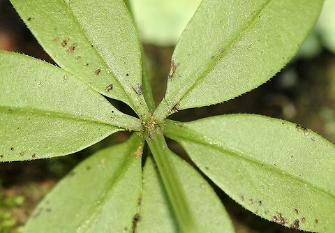 Galium triflorum (Fragrant Bedstraw)  Galium triflorum,Sweet-scented bedstraw