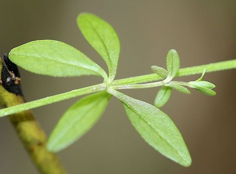 Galium tinctorium (Stiff Marsh Bedstraw) In a vernal pond Fall,Galium tinctorium,Geotagged,Stiff marsh bedstraw,United States