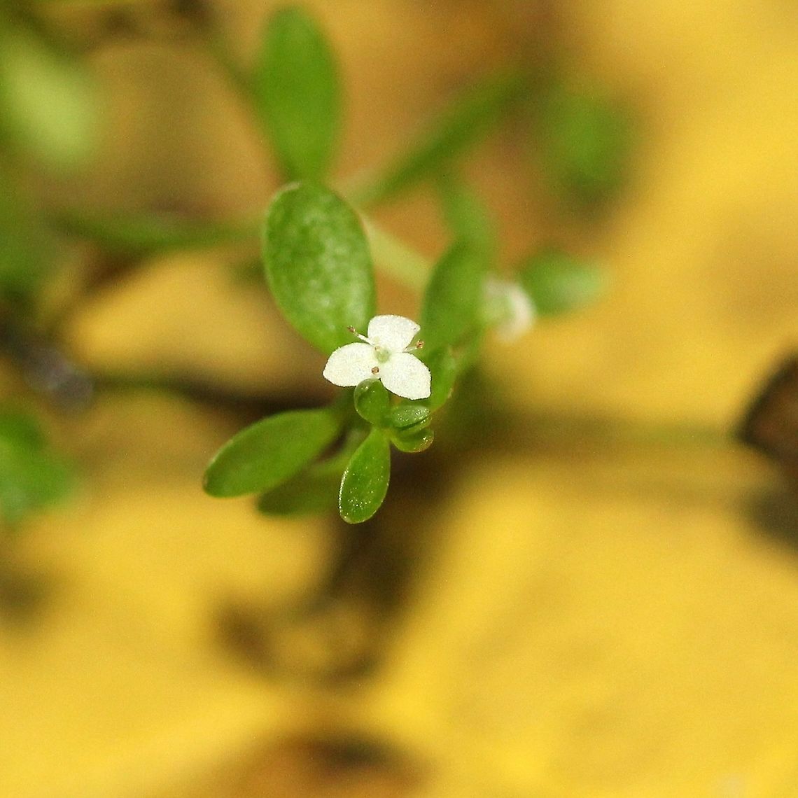 Galium tinctorium (Stiff Marsh Bedstraw) Galium tinctorium flowers have three petals unlike other species of Galium which have four petals. Fall,Galium tinctorium,Geotagged,Stiff marsh bedstraw,United States,flower,wetland plant