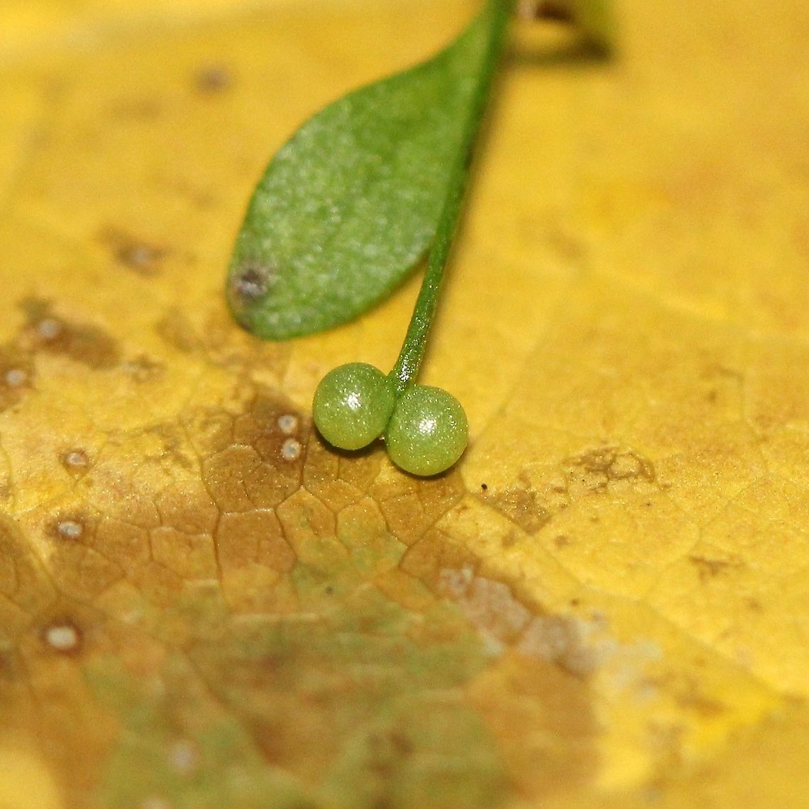 Galium tinctorium (Stiff Marsh Bedstraw) Fruit capsules (schizocarps) of Galium tinctorium. These will darken as they ripen.<br />
<br />
Despite this and several other native species of Galium being classed as noxious weeds by various jurisdictions they are not. The mis-classification comes from listing &quot;Galium spp.&quot; (as opposed to naming the actual species) as a noxious weed on these lists and from incorrect synonymies. Fall,Galium tinctorium,Geotagged,Stiff marsh bedstraw,United States,schizocarps,wetland plant