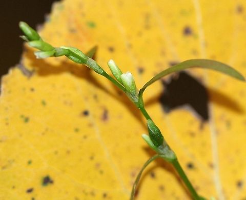 Persicaria punctata (Dotted Smartweed) Terminal flower spike and nodes with ocrea which are glabrous except for occasional hairs along the margin. The tepals are glandular-punctate.

Growing in a vernal pond. Dotted smartweed,Fall,Geotagged,Persicaria punctata,United States,inflorescence,tepals
