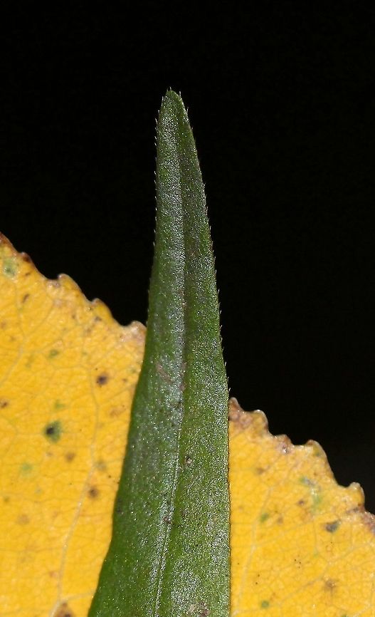 Persicaria punctata (Dotted Smartweed) Leaf tip showing fringe of ciliate hairs.<br />
<br />
Growing in a vernal pond. Dotted smartweed,Fall,Geotagged,Persicaria punctata,United States