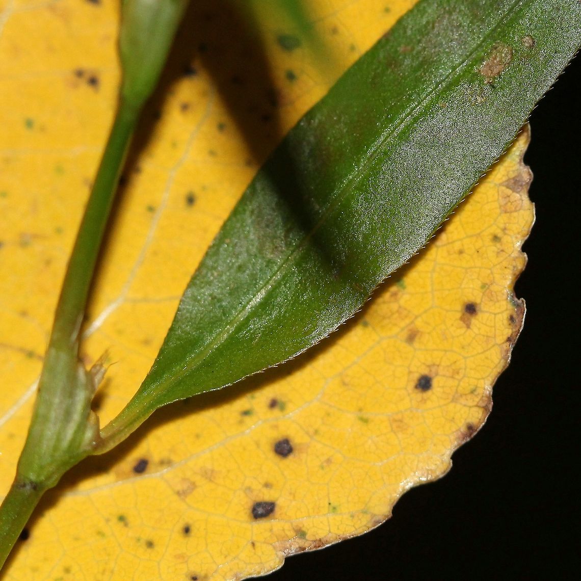 Persicaria punctata (Dotted Smartweed) Leaf base and margin with fringe of ciliate hairs.<br />
<br />
Growing in a vernal pond. Dotted smartweed,Fall,Geotagged,Persicaria punctata,United States