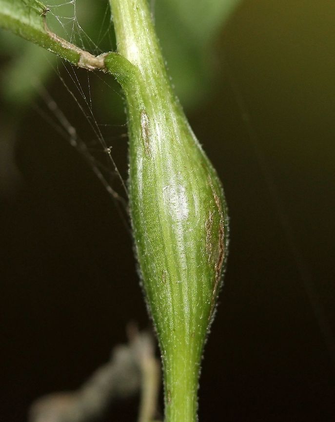 Stem gall (spindle gall) on Doellingeria umbellata (Flat-topped White Aster) Possibly made by a species of Gnorimoschema (Aster Gall Moth). Aster Gall Moth,Doellingeria umbellata,Fall,Flat-topped White Aster,Geotagged,Gnorimoschema,United States,aster,gall,moth,spindle gall