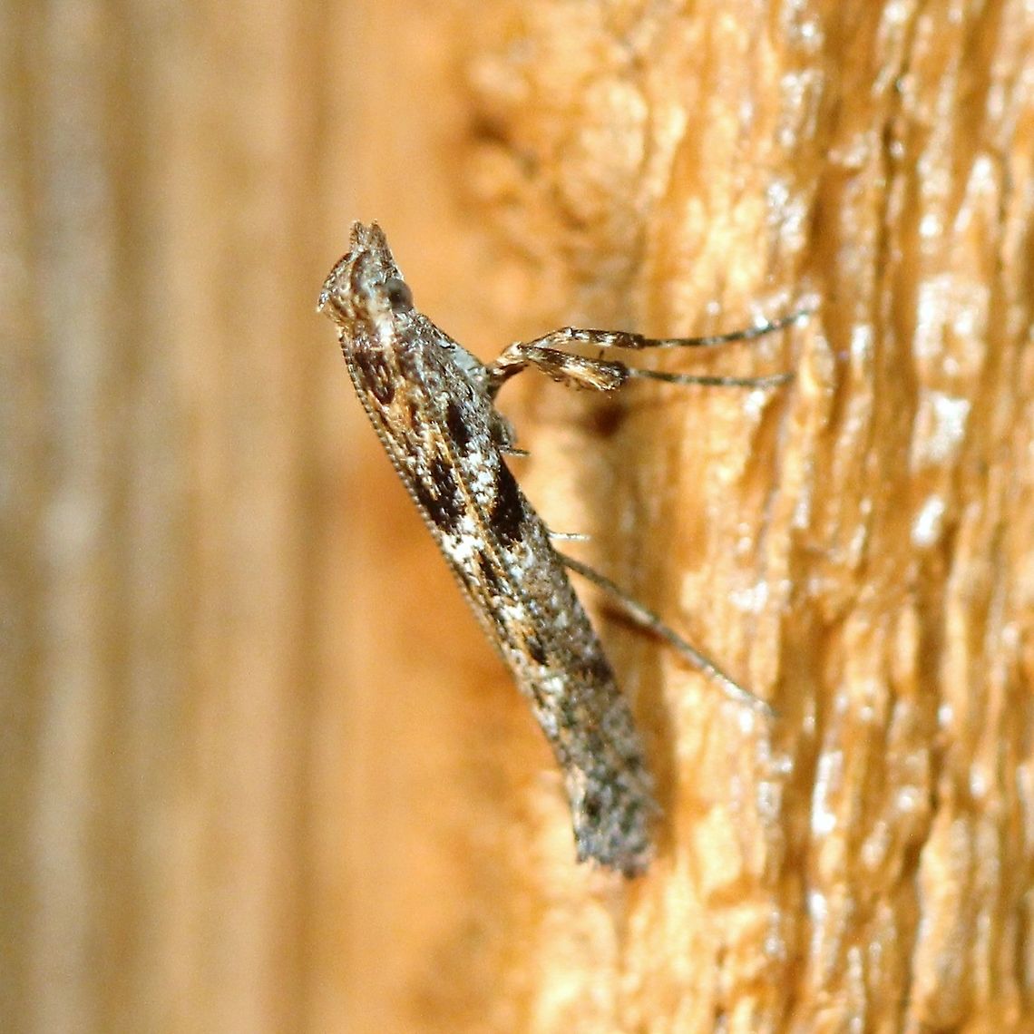 Caloptilia fraxinella  Ash leaf cone roller moth,Caloptilia fraxinella,Fall,Gelechiidae,Geotagged,Gracillariidae,United States,insect,lepidoptera,micromoth,moth
