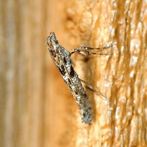 Caloptilia fraxinella  Ash leaf cone roller moth,Caloptilia fraxinella,Fall,Gelechiidae,Geotagged,Gracillariidae,United States,insect,lepidoptera,micromoth,moth