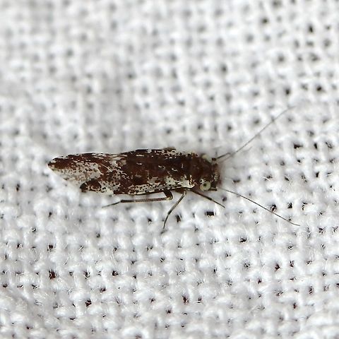 A small flying insect  Geotagged,Summer,United States,arthropod,insect