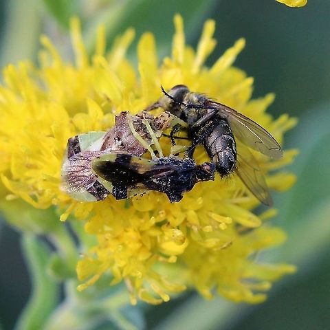 Phymata americana Two Ambush Bugs mating and eating a fly. Geotagged,Phymata,Phymata americana,Summer,United States,ambush bug,bug,hemiptera,insect,mating,true bug