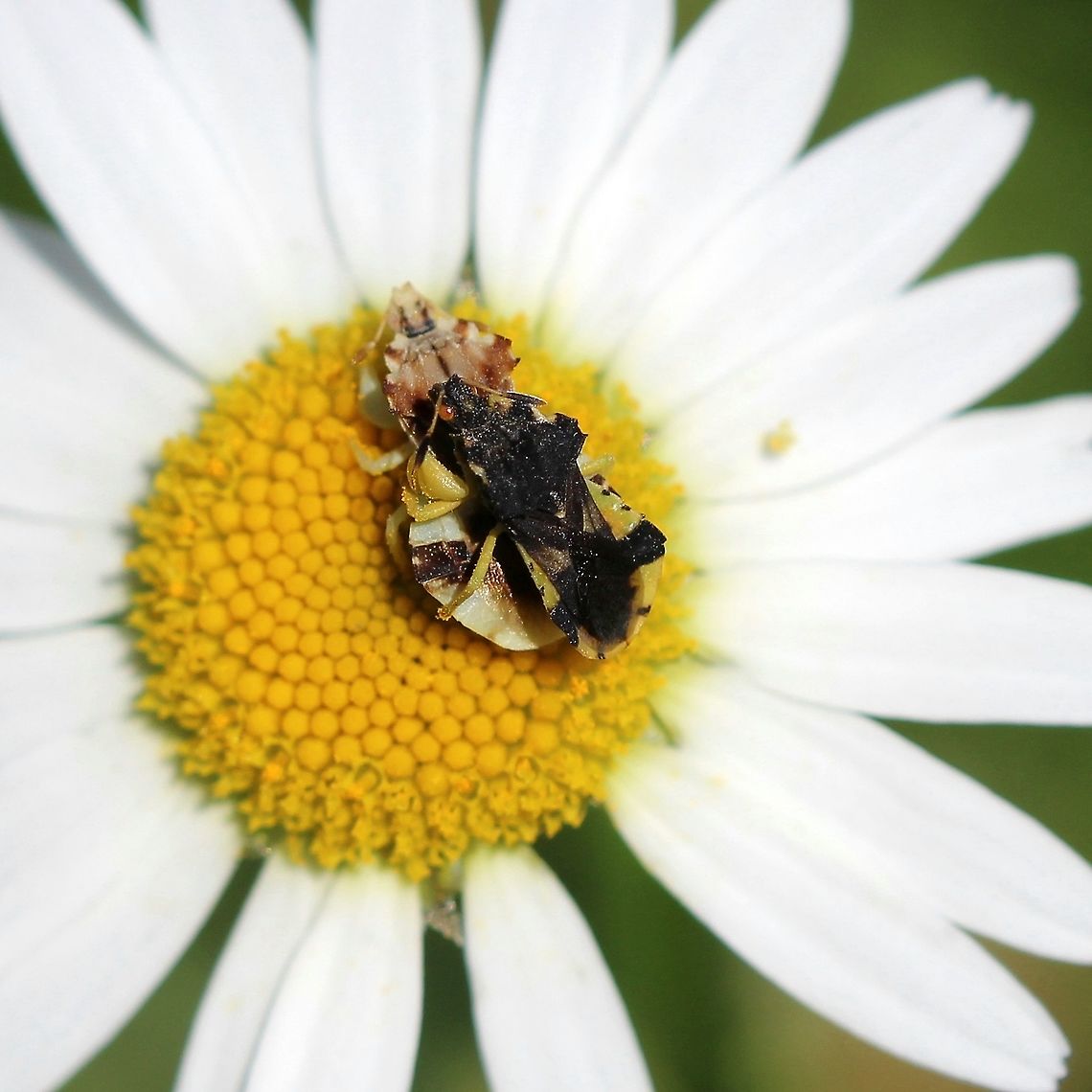 Phymata americana Two Ambush Bugs mating. Geotagged,Phymata,Phymata americana,Summer,United States,bug,hemiptera,insect,mating,true bug
