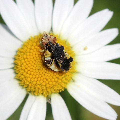 Phymata americana Two Ambush Bugs mating. Geotagged,Phymata,Phymata americana,Summer,United States,bug,hemiptera,insect,mating,true bug