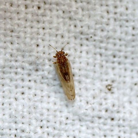 Another small flying insect Perhaps in the bark/book lice family? Fall,Geotagged,United States,flying insect,insect