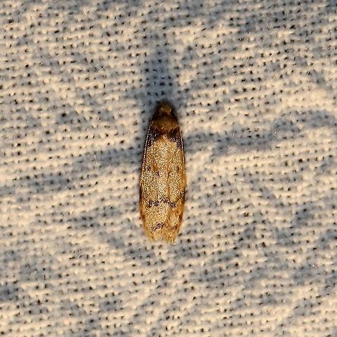 Gerdana caritella  Geotagged,Gerdana,Gerdana caritella,Lepidoptera,Moth Week 2021,Summer,United States,moth