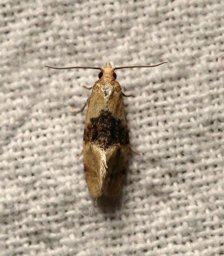 Cochylis bucera  Cochylis bucera,Geotagged,Lepidoptera,Moth Week 2021,Summer,United States,moth