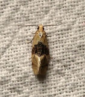 Cochylis bucera  Cochylis bucera,Geotagged,Lepidoptera,Moth Week 2021,Summer,United States,moth