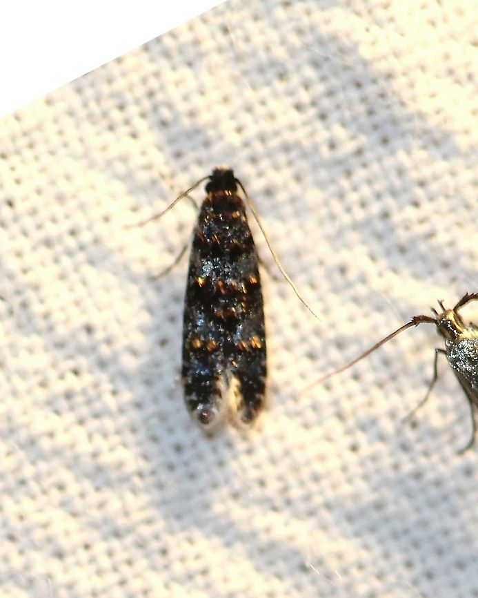 Homosetia bifasciella  Geotagged,Homosetia bifasciella,Homosetia fasciella,Lepidoptera,Moth Week 2021,Summer,United States,moth