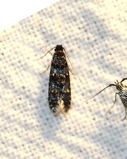 Homosetia bifasciella  Geotagged,Homosetia bifasciella,Homosetia fasciella,Lepidoptera,Moth Week 2021,Summer,United States,moth