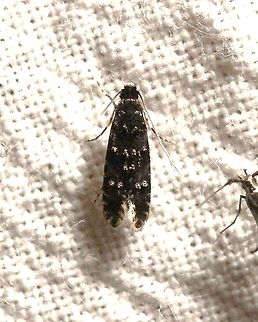 Homosetia bifasciella  Geotagged,Homosetia bifasciella,Homosetia fasciella,Lepidoptera,Moth Week 2021,Summer,United States,moth