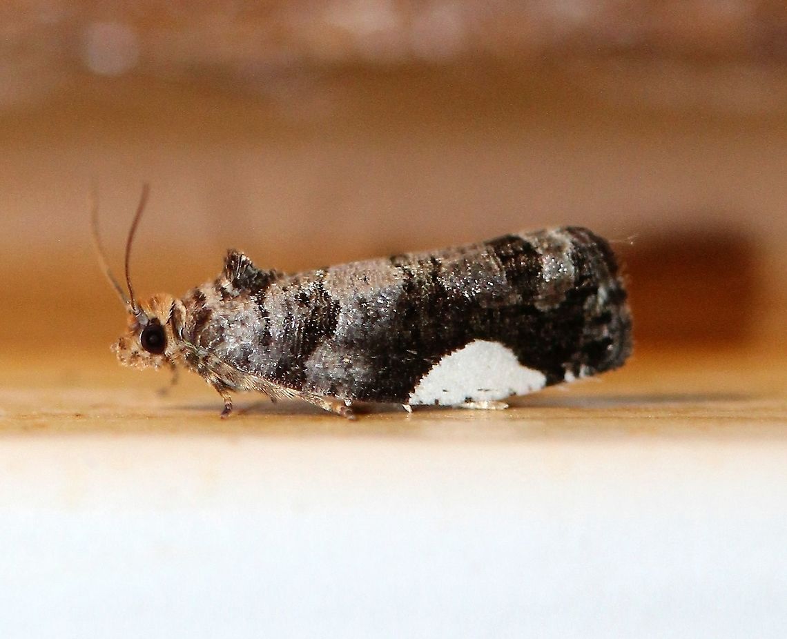 Hedya chionosema  Geotagged,Hedya chionosema,Lepidoptera,Moth Week 2021,Summer,Tortricidae,United States,White-spotted Hedya,moth