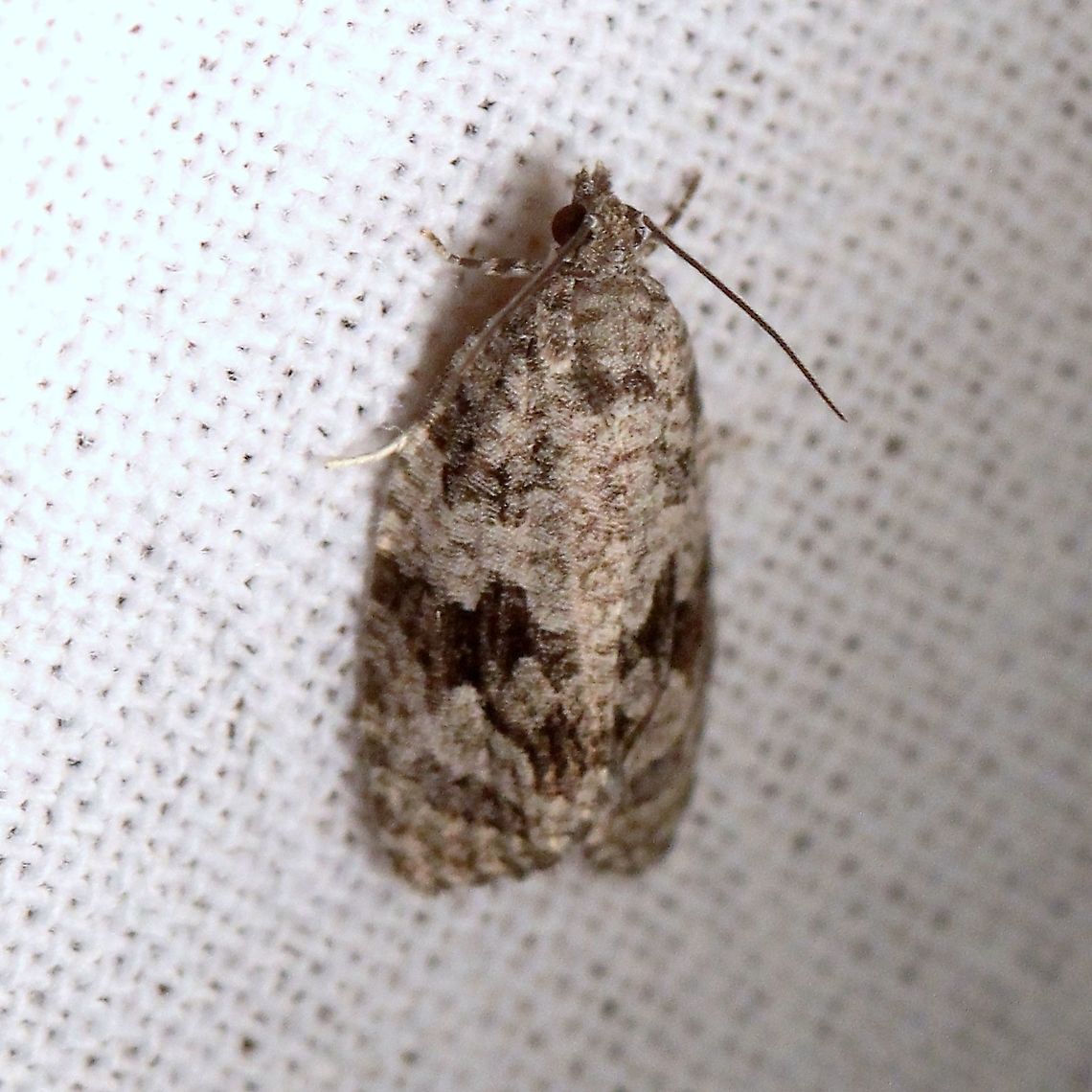 Apotomis removana  Apotomis removana,Geotagged,Green Aspen Leafroller,Lepidoptera,Moth Week 2021,Summer,Tortricidae,United States