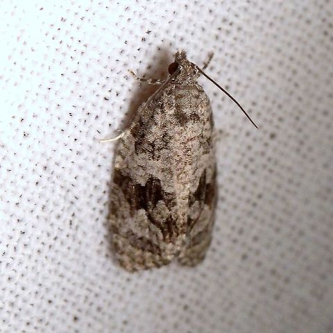 Apotomis removana  Apotomis removana,Geotagged,Green Aspen Leafroller,Lepidoptera,Moth Week 2021,Summer,Tortricidae,United States