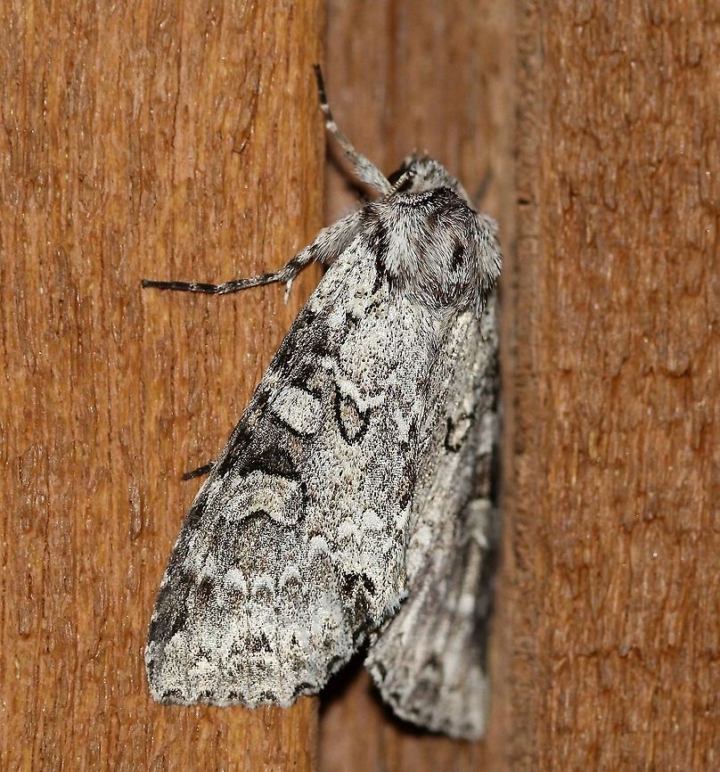 Polia nimbosa  Geotagged,Lepidoptera,Moth Week 2021,Noctuidae,Owlet Moths,Polia nimbosa,Summer,United States,moth