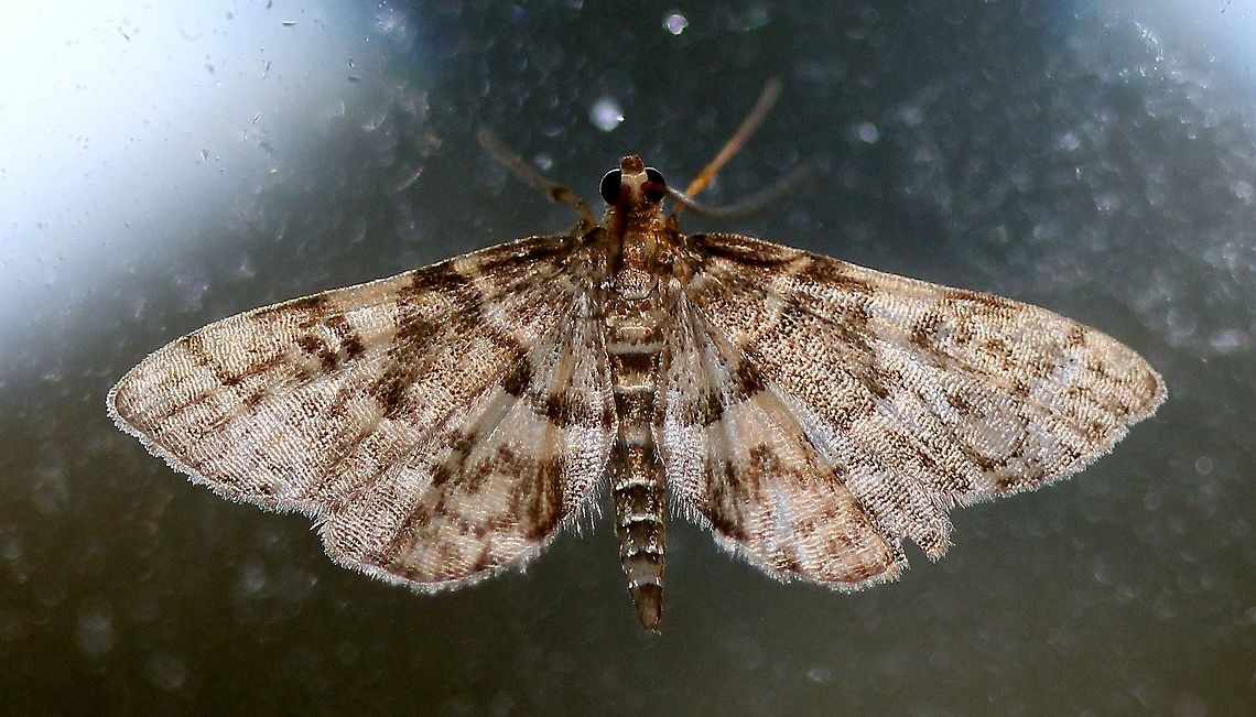 Anageshna primordialis  Anageshna,Anageshna primordialis,Geotagged,Lepidoptera,Moth Week 2021,Summer,United States,insect,moth