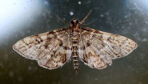 Anageshna primordialis  Anageshna,Anageshna primordialis,Geotagged,Lepidoptera,Moth Week 2021,Summer,United States,insect,moth