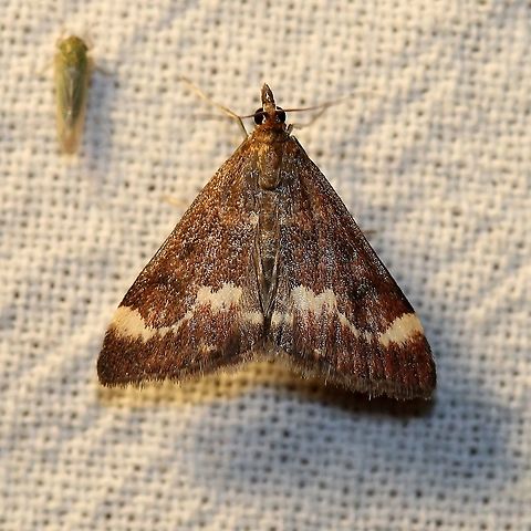 Pyrausta nicalis  Crambid Snout Moths,Crambidae,Geotagged,Lepidoptera,Moth Week 2021,Pyrausta nicalis,Summer,United States,insect,moth
