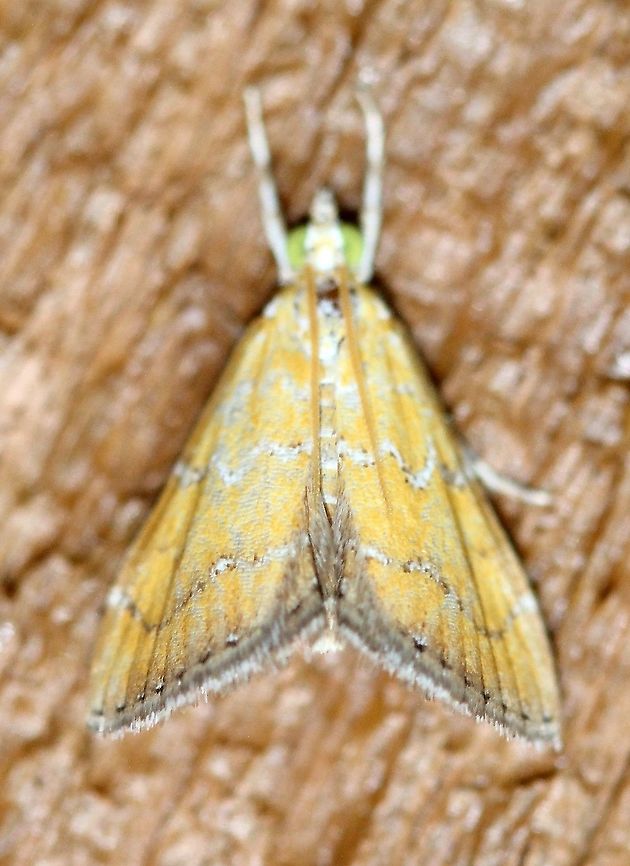 Xanthophysa psychialis  Crambid Snout Moths,Crambidae,Geotagged,Lepidoptera,Moth Week 2021,Summer,United States,Xanthophysa,Xanthophysa psychialis,insect,moth