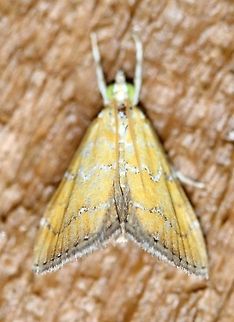 Xanthophysa psychialis  Crambid Snout Moths,Crambidae,Geotagged,Lepidoptera,Moth Week 2021,Summer,United States,Xanthophysa,Xanthophysa psychialis,insect,moth