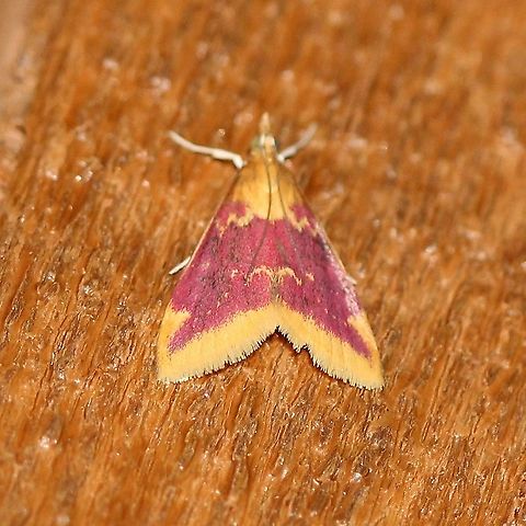 Pyrausta pythialis  Crambid Snout Moths,Crambidae,Geotagged,Lepidoptera,Moth Week 2021,Pyrausta pythialis,Spring,United States,insect,moth